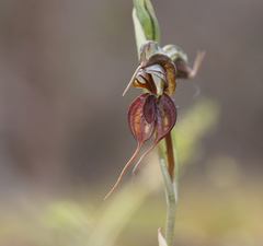 Pterostylis cheraphila