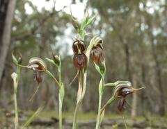 Pterostylis cheraphila