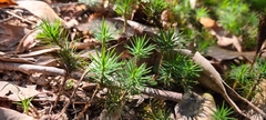 Dawsonia