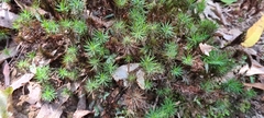 Dawsonia