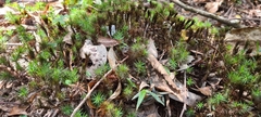 Dawsonia