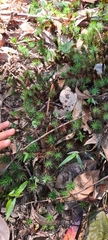 Dawsonia