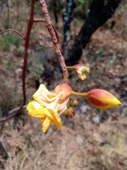 Cochlospermum regium