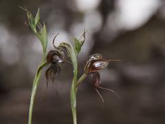 Pterostylis cheraphila