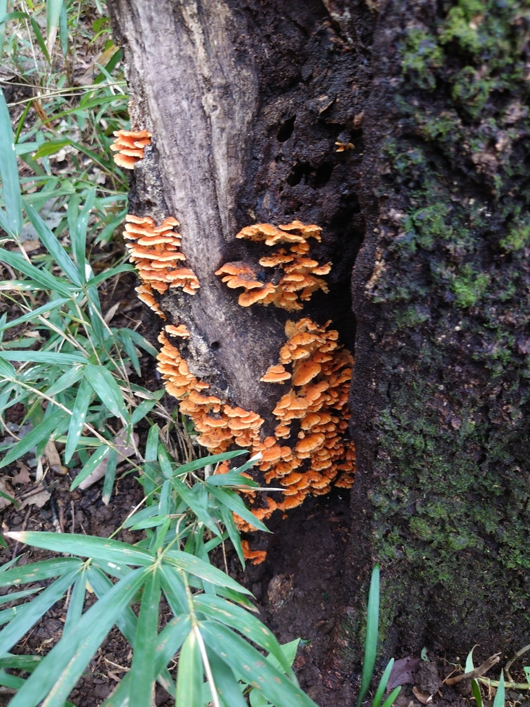 Irpex consors · October 2020 · photo: © tbc_watanabe (iNaturalist, cc-by)