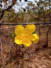 Cochlospermum regium