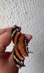 Consul fabius cecrops