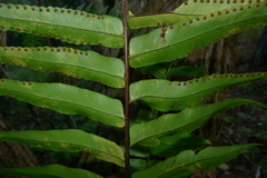 Nephrolepis obliterata