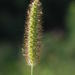 Setaria glauca - Photo (c) Giovanni Perico, some rights reserved (CC BY-NC), uploaded by Giovanni Perico