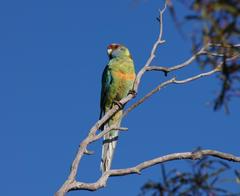 Barnardius zonarius barnardi