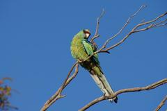 Barnardius zonarius barnardi