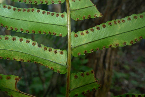 Australian sword fern (Nephrolepis obliterata)