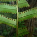 Australian Sword Fern - Photo (c) Leon Perrie, some rights reserved (CC BY-NC), uploaded by Leon Perrie
