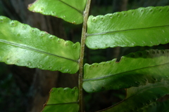 Nephrolepis obliterata