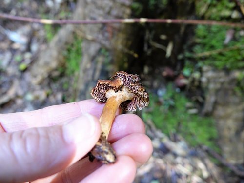 Hydnum crocidens var. badium image