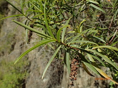 Veronica stenophylla