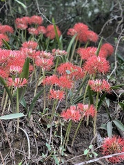 Scadoxus puniceus
