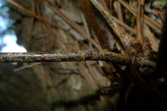 Nephrolepis obliterata