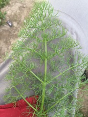 Prangos ferulacea