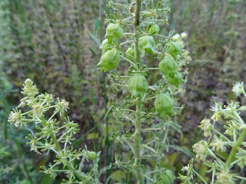 Reseda alopecuros
