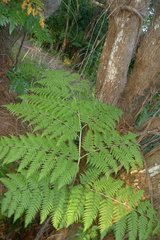 Calochlaena straminea