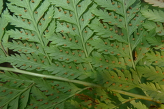 Calochlaena straminea