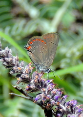 Satyrium titus