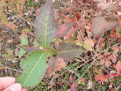 Viburnum cassinoides