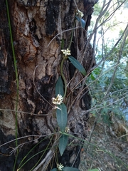 Leichhardtia suaveolens
