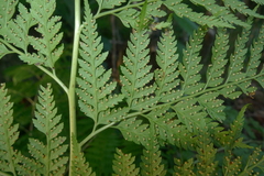 Calochlaena straminea