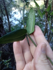 Leichhardtia suaveolens