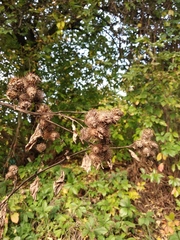 Arctium × nothum