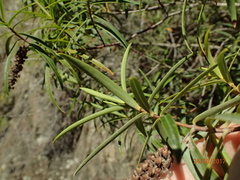 Veronica stenophylla