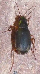 Chlaeniellus