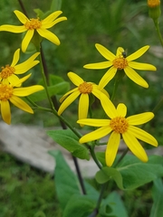 Senecio velleioides