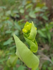 Senecio velleioides