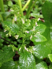 Teucrium viscidum