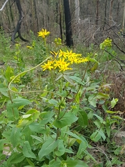 Senecio velleioides