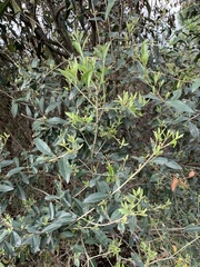 Magnoliopsida