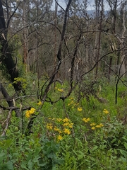 Senecio velleioides