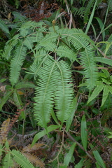 Dicranopteris linearis subferruginea