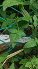 Leptosia nina niobe