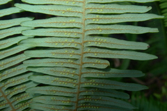 Dicranopteris linearis subferruginea