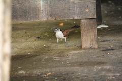 Campylorhynchus chiapensis