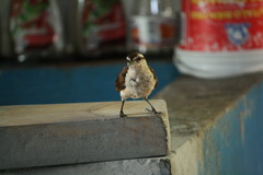 Campylorhynchus chiapensis