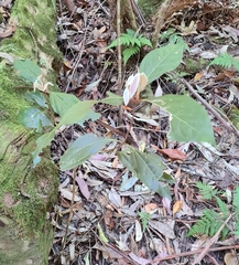 Neolitsea dealbata