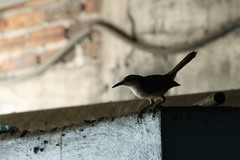 Campylorhynchus chiapensis