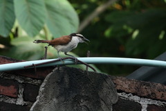 Campylorhynchus chiapensis