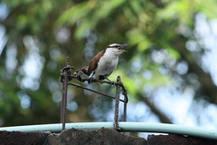 Campylorhynchus chiapensis