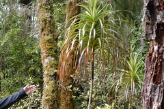 Dracophyllum elegantissimum